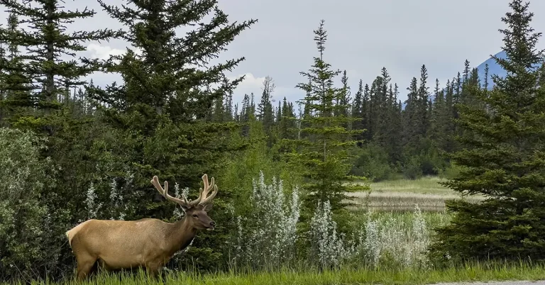 Kết quả Express Entry #377