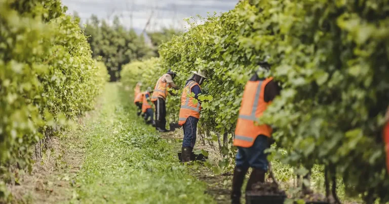 Visa thời vụ được mở từ 8-12-2025