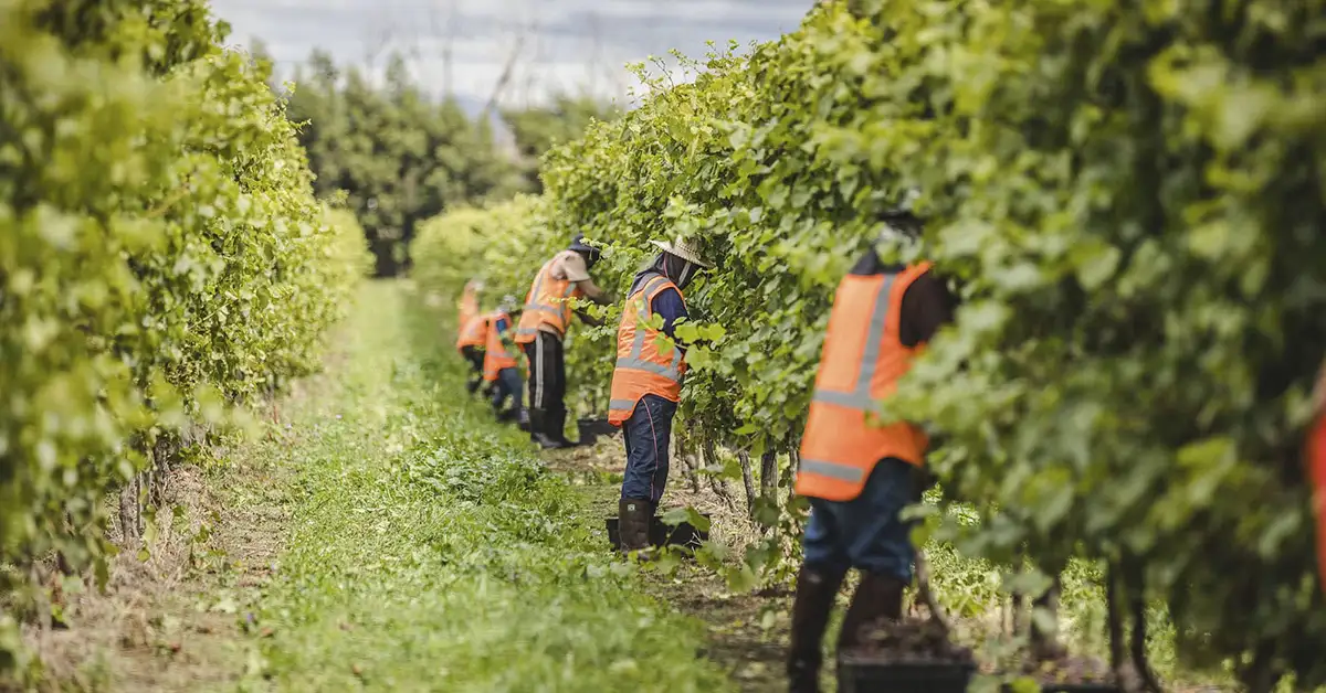 Visa thời vụ được mở từ 8-12-2025