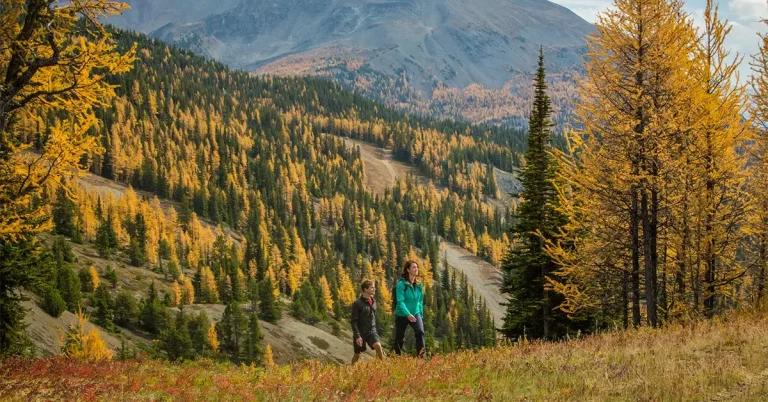 Alberta mời ứng viên ngành y tế, xây dựng và sản xuất trong tháng 4