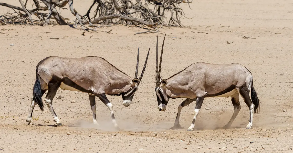 Địa lý UAE