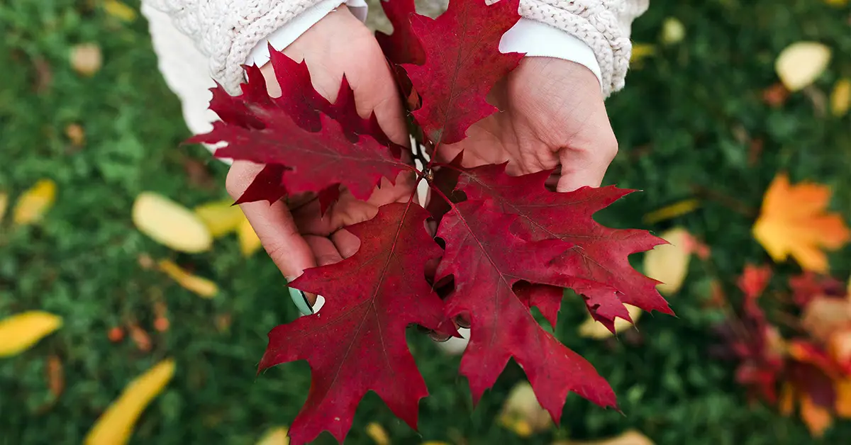 Văn hóa Canada