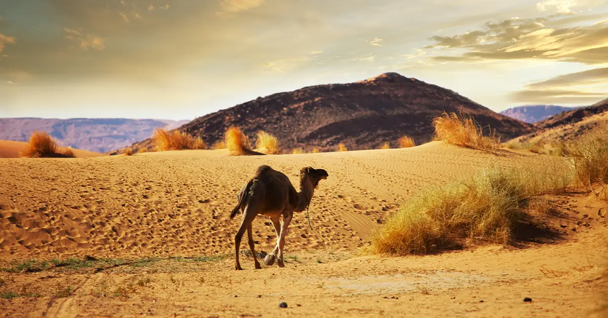 Văn hóa UAE