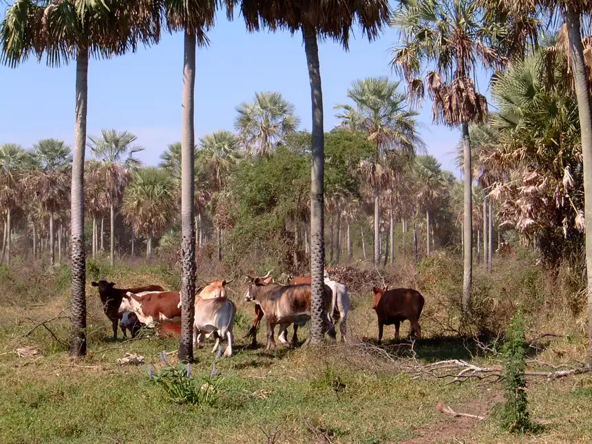 Chăn nuôi bò Paraguay